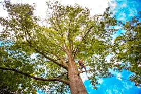 Best Palm Tree Trimming  in Flandreau, SD