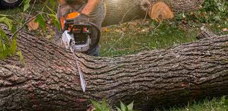 Trusted Flandreau, SD Tree Services Experts