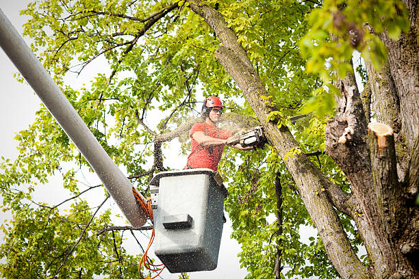 Best Tree Preservation Services  in Flandreau, SD