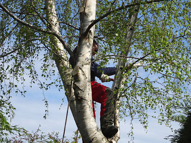 Best Hazardous Tree Removal  in Flandreau, SD