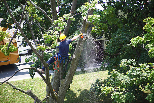 Best Arborist Consultation Services  in Flandreau, SD