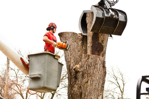 Best Tree Removal Service  in Flandreau, SD