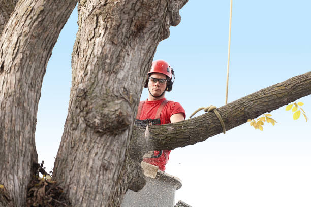 Best Storm Damage Tree Cleanup  in Flandreau, SD